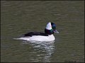_2SB2053 bufflehead drake